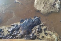 Greenpeace: «Лукойл» может заплатить более 100 млн рублей после разлива нефтепродуктов в Коми