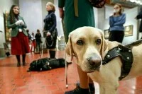 Для собак-поводырей хотят сделать исключения при выгуле