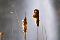 Камыш включили в список угроз пожарной безопасности