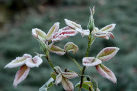 Синоптик предупредил о заморозках в ряде регионов России