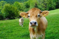 Правительство выделит 6 миллиардов рублей на развитие села в 2021 году