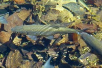 Форелевым хозяйствам хотят снизить налоговую нагрузку