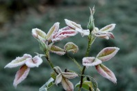 Вильфанд объяснил похолодание в Москве