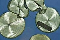 В испытаниях первого парашюта приняла участие собака