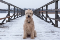 Проект о штрафах за брошенных животных могут внести в Госдуму до конца весенней сессии