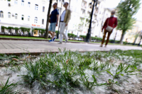 В Роспотребнадзоре дали рекомендации по профилактике сезонной аллергии на тополиный пух