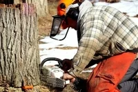 Наказать «черных лесорубов» будет проще