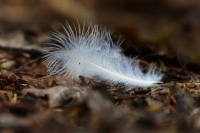 В России предложили усовершенствовать контроль за обращением с биоотходами 