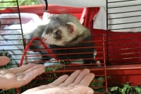 В Россельхознадзоре порекомендовали прививать против COVID-19 норок и хорьков