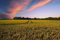 Органические удобрения предлагают исключить из списка агрохимикатов