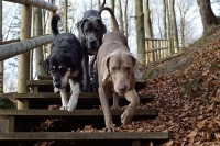 Бурматов сомневается, что Дума одобрит ограничение числа домашних питомцев в квартирах