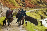 В лесах «зелёных зон» разрешили охоту