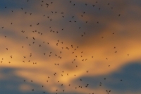 Токсиколог предупредил об опасности средств против комаров