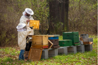 Требования к размещению пасек определит Минсельхоз