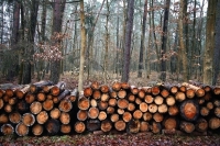 Дубы-колдуны заменит трын-трава