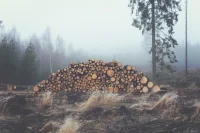 Древесину учтут в лесном реестре