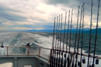 Минсельхоз предлагает ограничить добычу палтуса