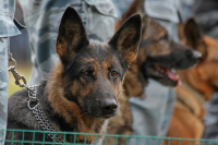 Где взять питомца с боевым опытом