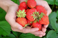 СМИ: правкомиссия одобрила проект о фермерской торговле с &laquo;грядки&raquo;