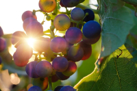 Россельхознадзор проверит иностранных поставщиков вин в Россию