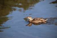 В Роспотребнадзоре рассказали, какие водоёмы не подходят для купания