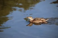 В Роспотребнадзоре рассказали, какие водоёмы не подходят для купания