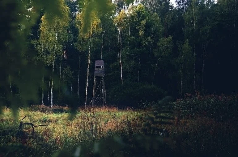 Полномочия лесничих предложили расширить