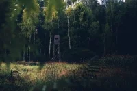 Полномочия лесничих предложили расширить
