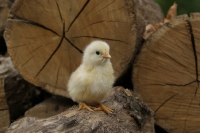 Долю сельского туризма в России планируют увеличить в разы