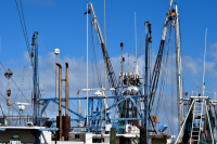 Иностранное участие в рыбодобывающих компаниях ограничили