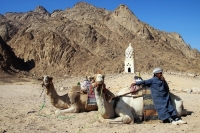 Россия направит в Египет делегацию для оценки ситуации с COVID-19