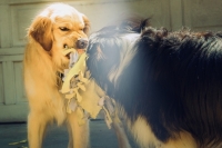 США временно запретили ввозить собак из России