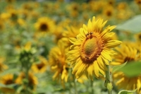 Кабмин увеличит субсидии на производство масличных