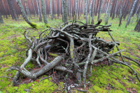 Сенаторы уберегут россиян от штрафов при сборе валежника