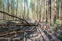 Сенаторы усилят контроль за соблюдением закона о сборе валежника