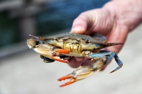 Держи краба