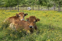 Минсельхоз хочет ограничить применение антибиотиков в ветеринарии