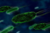 В России появится единый каталог вызывающих болезни микроорганизмов и вирусов