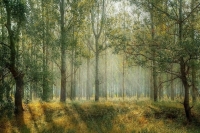 В России предложили штрафовать арендодателей техники для чёрных лесорубов