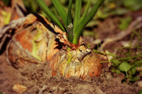 Сахалинские депутаты предложили вывести подсобные хозяйства из-под действия закона о плодородии