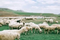 Эксперт допустил введение налога на мясо для сдерживания изменений климата