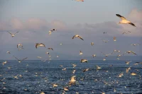 Бизнес на Курилах планируют освободить от НДС и налога на прибыль