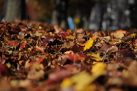 Синоптик предупредила о заморозках в сентябре в отдельных регионах России