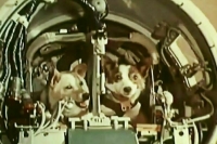 Зачем летали в космос Белка и Стрелка