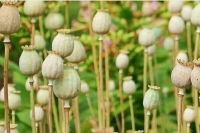 Плантации наркосодержащих растений возьмут под охрану