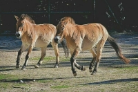 Когда появилась лошадь Пржевальского