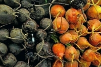 В Минсельхозе проработают возможность возмещения затрат на строительство овощехранилищ