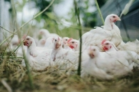 Правительство расширило меры поддержки птицеводов 