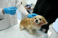 Лекарства для животных выпишут по новым правилам