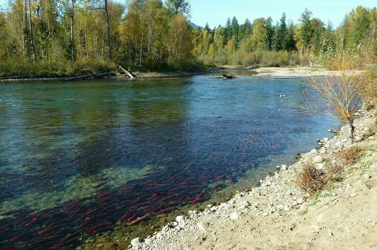 В России запретят добывать золото в нерестовых реках Камчатки